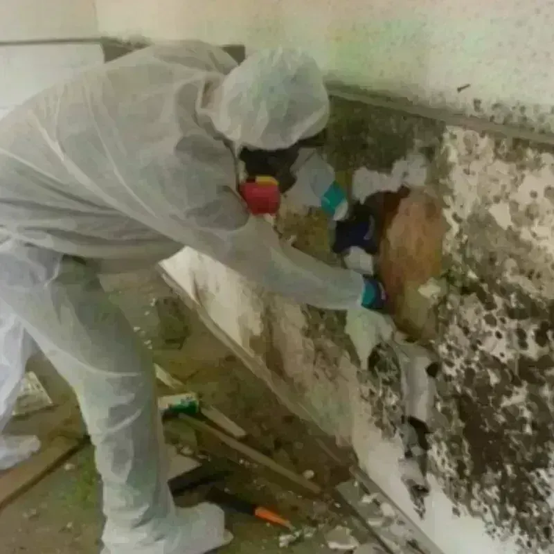 Mold Remediation and Removal in Chesapeake, VA